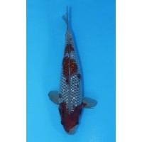 JP 495 - Gin rin ochiba