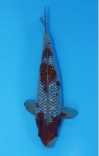 JP 495 - Gin rin ochiba