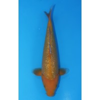 JP 548 - Gin rin karashigoi