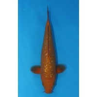 JP 549 - Gin rin chagoi