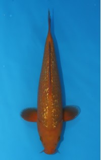 JP 549 - Gin rin chagoi