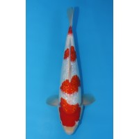 JP 607 - Gin rin kohaku