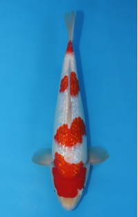 JP 607 - Gin rin kohaku