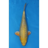 JP 606 - Gin rin yamabuki