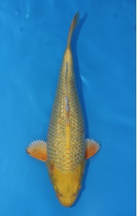 JP 606 - Gin rin yamabuki