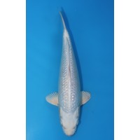 JP 552 - Gin rin platina