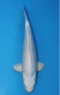 JP 552 - Gin rin platina