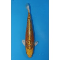 JP 551 - Doitsu mukashi