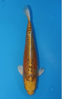 JP 551 - Doitsu mukashi