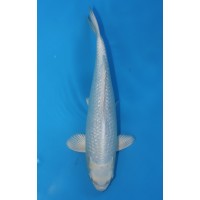 JP 553 - Gin rin platina