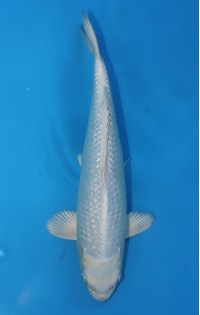 JP 553 - Gin rin platina