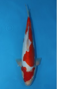 JP 610 - Doitsu kohaku