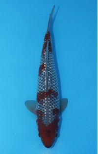 JP 568 - Gin rin ochiba