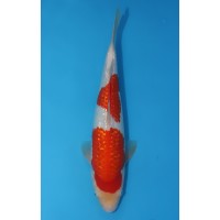 JP 565 - Gin rin kohaku