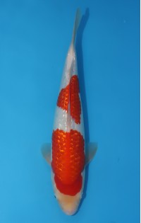 JP 565 - Gin rin kohaku