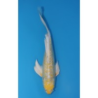 JP 566 - Long fin gr hariwake