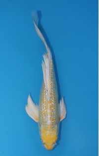 JP 566 - Long fin gr hariwake