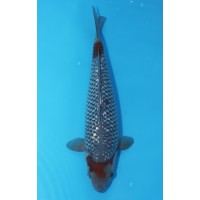 JP 569 - Gin rin ochiba