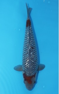 JP 569 - Gin rin ochiba