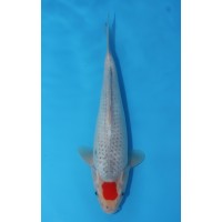 JP 571 - Tancho goshiki