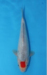 JP 571 - Tancho goshiki