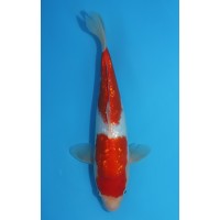 JP 572 - Gin rin kohaku