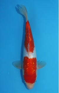 JP 572 - Gin rin kohaku