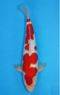 JP 371 - Kohaku