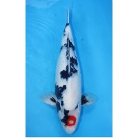 JP 165 - Tancho showa