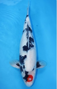 JP 165 - Tancho showa