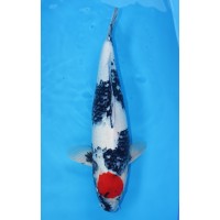 JP 163 - Tancho Showa