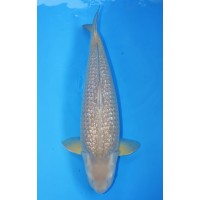 JP 158 - Gin rin Chagoi