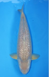 JP 158 - Gin rin Chagoi