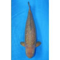 JP 048 - Gin rin chagoi