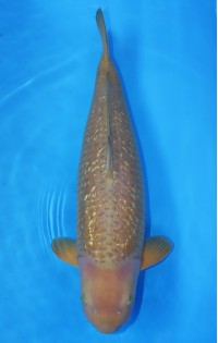 JP 048 - Gin rin chagoi