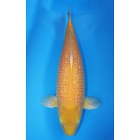 JP 061 - Gin rin kigoi