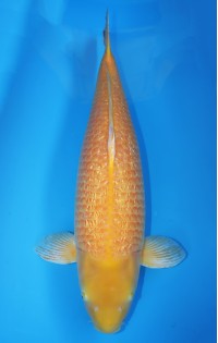 JP 061 - Gin rin kigoi