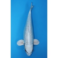 JP 265 - Gin rin Kabuto