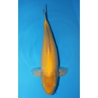 JP 133 - Doitsu karashigoi