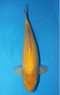 JP 133 - Doitsu karashigoi