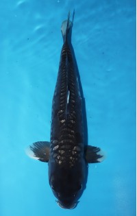JP 341 - Doitsu black diamond