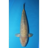 JP 047 - Gin rin chagoi