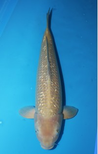 JP 047 - Gin rin chagoi