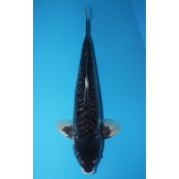 JP 337 - Doitsu black diamond