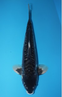 JP 337 - Doitsu black diamond
