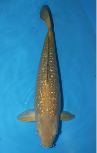 JP 228 - Gin rin chagoi