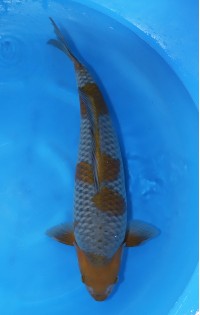 JP 450 - Ochiba shigure