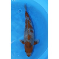 JP 451 - Ochiba shigure