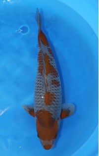 JP 451 - Ochiba shigure