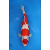 JP 614 - Maruten kohaku